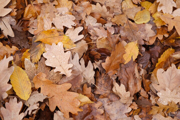 Autumn in garden, pattern, texture from many brown, pink, orange, yellow, red leaves, good weather, hello autumn, cozy lifestyle, natural elements, outdoor setting, autumn vibes, harvest season
