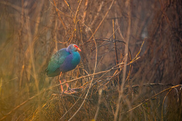 A Swamphen resting