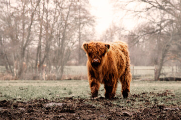 Close up of a beautiful, young brown Scottish highland cow in grass. Start of spring. - obrazy, fototapety, plakaty
