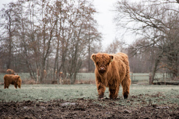 Beautiful, young brown Scottish highland cow in grass. Start of spring.