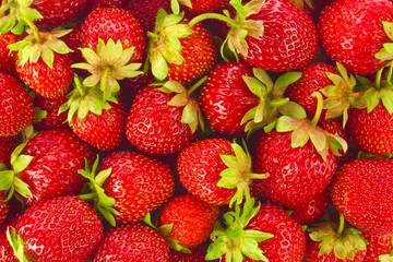 Background of ripe juicy organic farm strawberries with green leaves.