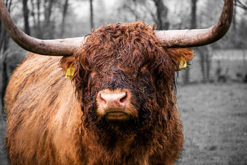 Close up of a beautiful, brown scottish highland cow. Black and white. Only the cow in color