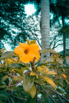 Flor amarilla con naturaleza de fondo