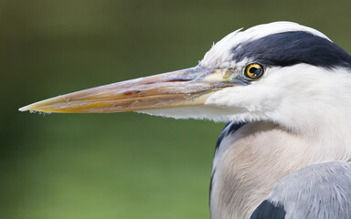 Great Blue Heron standing quietly, extreme close-up