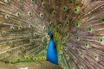 Obraz premium Peacock, or an Indian peacock, or ordinary peacock (Pavo cristatus) opened its colorful tail with colored feathers. Close-up