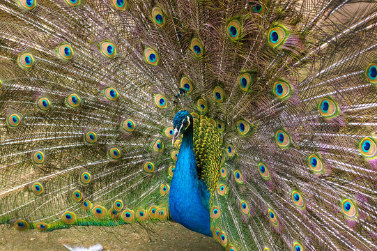 Peacock, or an Indian peacock, or ordinary peacock (Pavo cristatus) opened its colorful tail with colored feathers. Close-up