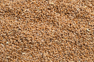 Obraz premium Background from grains of wheat. Texture for background, heap of wheat grains close up