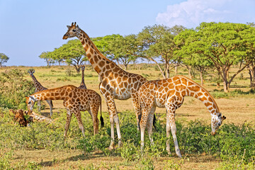 A small herd of giraffes feeding in natural habitat, Murchison Falls National Park, Uganda, Africa.