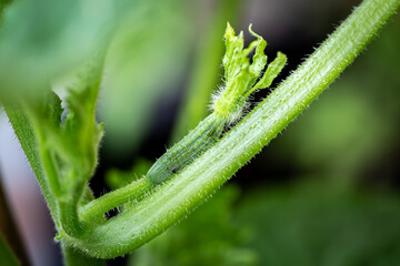 A close up of a cucumber growing, with a shallow depth of field