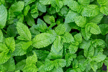 Looking down at a frest mint plant growing in summertime