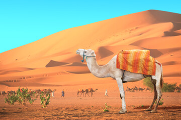 Caravan of camels in Sahara desert, Morocco. One white camel,  drivers-berbers with dromedary and...