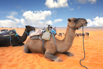 Camels in Sahara desert, Morocco. Two camels dromedary resting lying on the sand. On blue sky...
