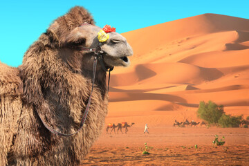 Bactrian camel (Camelus bactrianus) and caravan of camels in Sahara desert, Morocco. One camel,  drivers-berbers with dromedary and sand dunes on blue sky background - Powered by Adobe