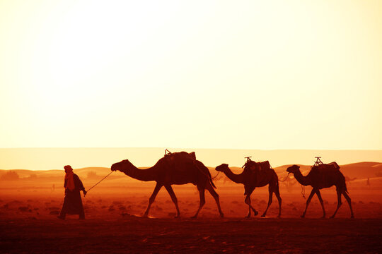 Caravan of camels in Sahara desert, Morocco. Driver-berber with three camels dromedary on sunrise sky background