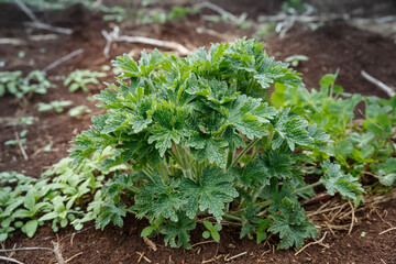 Geranium pratense or meadow geranium.