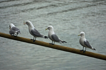 Homer, Alaska, USA: Mew gulls (Larus canus) perched on a rope at the pier in Homer, Alaska.