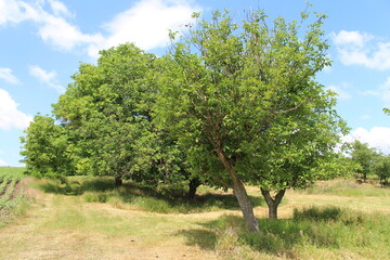 Fototapeta premium A tree in a field