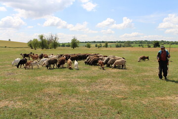 A person and a dog herding sheep in a field