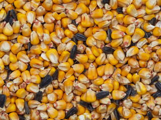 Macro top view of natural organic corn and sunflower seeds. A grain mixture of golden maize grains and sunflower seeds
