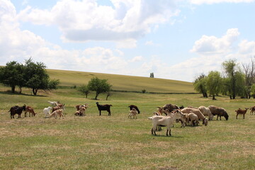 Naklejka na ściany i meble A herd of cattle grazing in a field