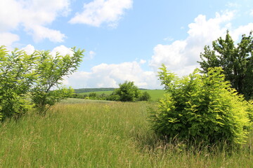 A grassy field with trees and blue sky