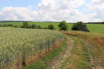 Naklejka premium A field of crops