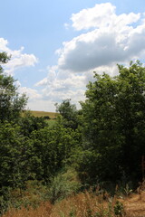 A group of trees in a field