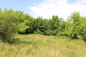 Fototapeta premium A grassy field with trees