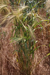 A close-up of a plant