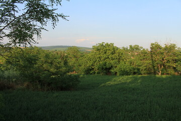 A grassy field with trees