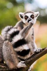Naklejka na ściany i meble A ring-tailed lemur sitting on a branch (Lemur catta)