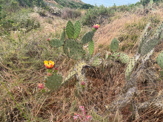 Torrey Pines State Nature Preserve, San Diego, California, Looking at Flowering Prickly Pear Cactus along the Trail