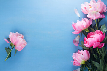 Fresh peony pink flowers blooming buds on blue background with copy space
