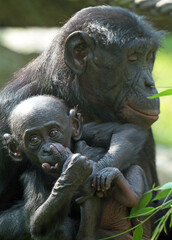 Explore the Beauty of the Animal Kingdom &ndash; A Collection of Stunning Creatures, from Adorable Pets to Wild Wonders, Captured in Their Natural Charm.