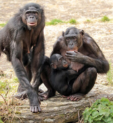 Explore the Beauty of the Animal Kingdom &ndash; A Collection of Stunning Creatures, from Adorable Pets to Wild Wonders, Captured in Their Natural Charm.