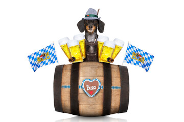 bavarian dachshund or sausage  dog with  gingerbread and  barrel   isolated on white background ,...