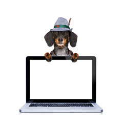 bavarian dachshund or sausage  dog behind pc laptop computer laptop screen , ready for the beer...