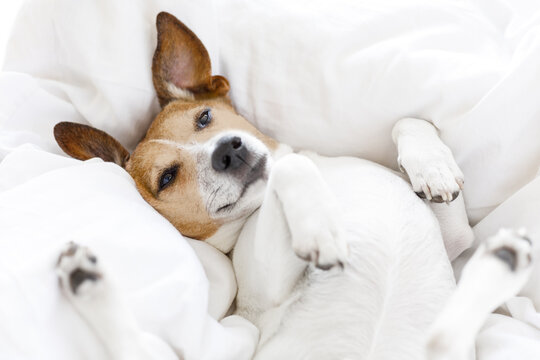 jack russell dog  sleeping on the blanket in bed in   bedroom, ill ,sick or tired, eyes open