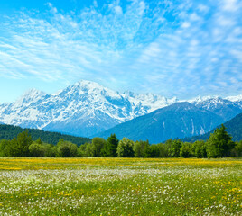 Spring blossoming dandelion Alpine mountain meadow (Italy) with blue cloudy sky