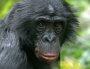 Obraz premium Explore the Beauty of the Animal Kingdom – A Collection of Stunning Creatures, from Adorable Pets to Wild Wonders, Captured in Their Natural Charm.