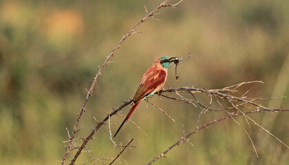 Explore the Beauty of the Animal Kingdom – A Collection of Stunning Creatures, from Adorable Pets to Wild Wonders, Captured in Their Natural Charm.