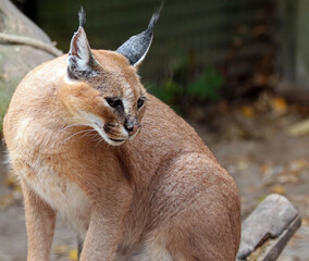Explore the Beauty of the Animal Kingdom – A Collection of Stunning Creatures, from Adorable Pets to Wild Wonders, Captured in Their Natural Charm.