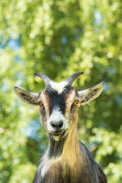 Portrait of an African dwarf goat looking into the camera.