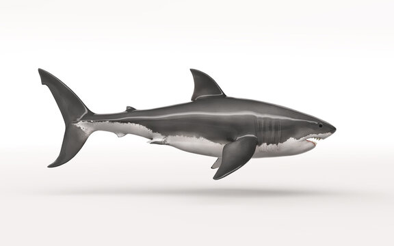 White shark on white background. This is a 3d render illustration
