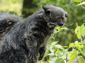 Explore the Beauty of the Animal Kingdom – A Collection of Stunning Creatures, from Adorable Pets to Wild Wonders, Captured in Their Natural Charm.