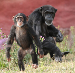 Explore the Beauty of the Animal Kingdom – A Collection of Stunning Creatures, from Adorable Pets to Wild Wonders, Captured in Their Natural Charm.