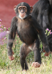 Explore the Beauty of the Animal Kingdom – A Collection of Stunning Creatures, from Adorable Pets to Wild Wonders, Captured in Their Natural Charm.