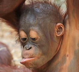 Explore the Beauty of the Animal Kingdom – A Collection of Stunning Creatures, from Adorable Pets to Wild Wonders, Captured in Their Natural Charm.