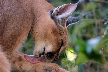 Explore the Beauty of the Animal Kingdom – A Collection of Stunning Creatures, from Adorable Pets to Wild Wonders, Captured in Their Natural Charm.