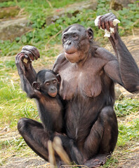 Explore the Beauty of the Animal Kingdom – A Collection of Stunning Creatures, from Adorable Pets to Wild Wonders, Captured in Their Natural Charm.